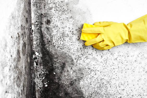 Best Bathroom Mold Remediation in Sandy Springs, SC