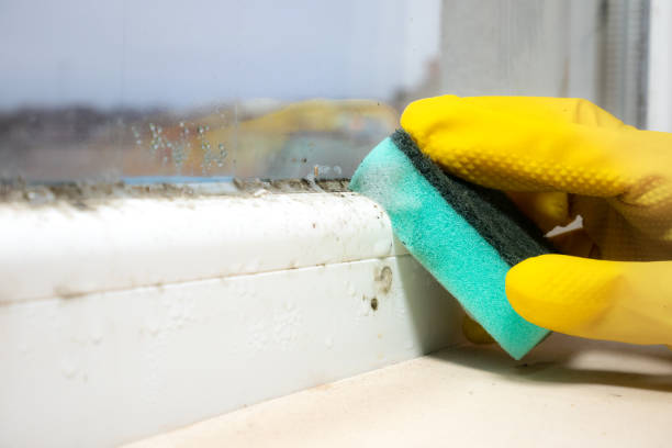 Best Health and Safety Mold Remediation in Sandy Springs, SC